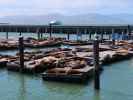 Pier 39 in San Francisco (28. Mai)
