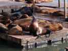 Pier 39 in San Francisco (28. Mai)