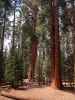 Giant Forest im Sequoia National Park (30. Mai)