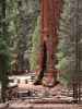General Sherman Tree im Sequoia National Park (30. Mai)