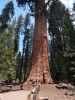 General Sherman Tree im Sequoia National Park (30. Mai)
