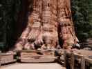 General Sherman Tree im Sequoia National Park (30. Mai)