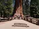 Ich und Sabine beim General Sherman Tree im Sequoia National Park (30. Mai)