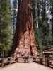 Ich und Sabine beim General Sherman Tree im Sequoia National Park (30. Mai)