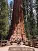 Ich und Sabine beim General Sherman Tree im Sequoia National Park (30. Mai)