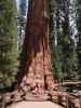 General Sherman Tree im Sequoia National Park (30. Mai)