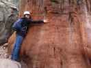 Sabine im Giant Forest im Sequoia National Park (30. Mai)