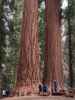 Giant Forest im Sequoia National Park (30. Mai)