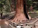 Giant Forest im Sequoia National Park (30. Mai)