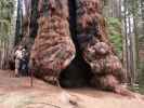 Ich und Sabine beim Lincoln Tree im Sequoia National Park (30. Mai)