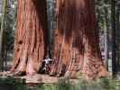 Ich neben dem Alta Trail im Sequoia National Park (30. Mai)