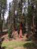 neben dem Alta Trail im Sequoia National Park (30. Mai)