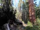 Fallen Monarch Tree und General Grant Tree im Kings Canyon National Park (30. Mai)
