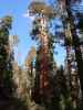 General Grant Tree im Kings Canyon National Park (30. Mai)