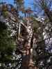 General Grant Tree im Kings Canyon National Park (30. Mai)