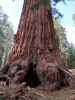 General Grant Tree im Kings Canyon National Park (30. Mai)