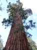 General Grant Tree im Kings Canyon National Park (30. Mai)