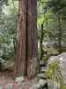 neben dem Bridalveil Creek im Yosemite National Park (31. Mai)