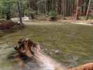 Yosemite Creek im Yosemite National Park (31. Mai)