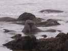 Elephant Seal Vista Point bei San Simeon (3. Juni)