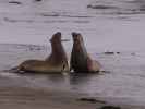 Elephant Seal Vista Point bei San Simeon (3. Juni)