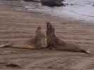 Elephant Seal Vista Point bei San Simeon (3. Juni)