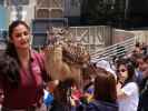Animal Actors Show in den Universal Studios Hollywood (7. Juni)