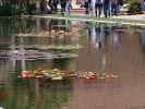 Lily Pond im Balboa Park in San Diego (8. Juni)