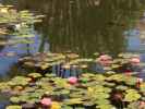 Lily Pond im Balboa Park in San Diego (8. Juni)