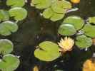 Lily Pond im Balboa Park in San Diego (8. Juni)