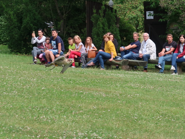 Falknerei-Flugvorführung im Schlosspark Waldreichs (14. Juli)