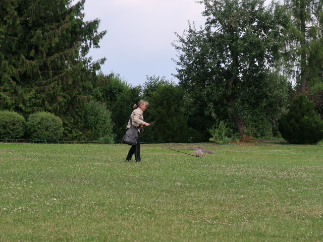 Falknerei-Flugvorführung im Schlosspark Waldreichs (14. Juli)