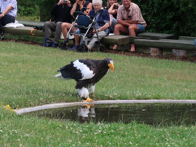 Falknerei-Flugvorführung im Schlosspark Waldreichs (14. Juli)