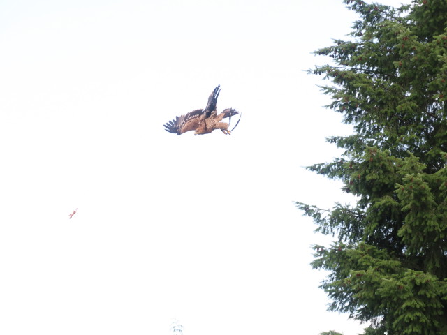 Falknerei-Flugvorführung im Schlosspark Waldreichs (14. Juli)