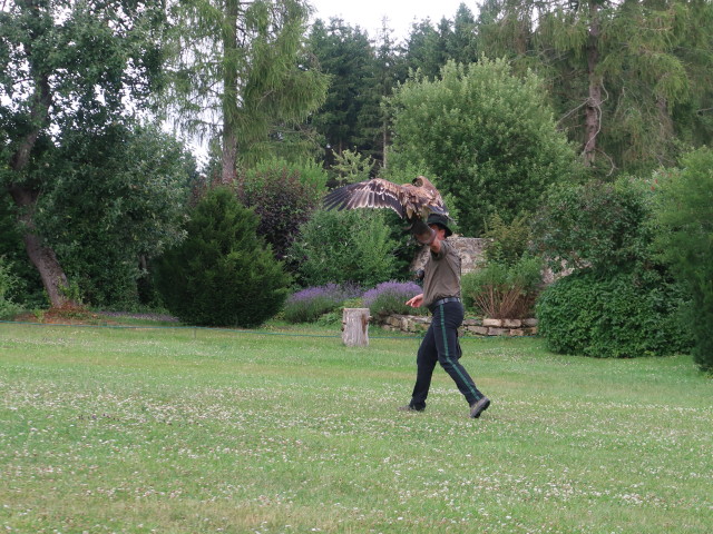 Falknerei-Flugvorführung im Schlosspark Waldreichs (14. Juli)