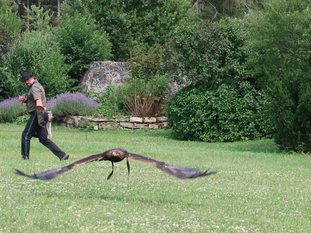 Falknerei-Flugvorführung im Schlosspark Waldreichs (14. Juli)