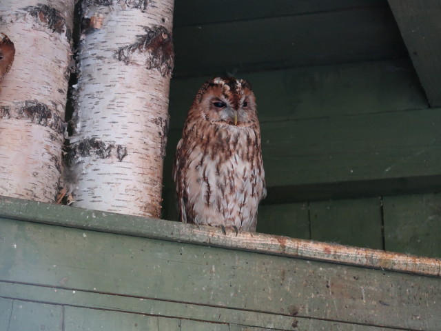 Eulenpark im Schlosspark Waldreichs (14. Juli)