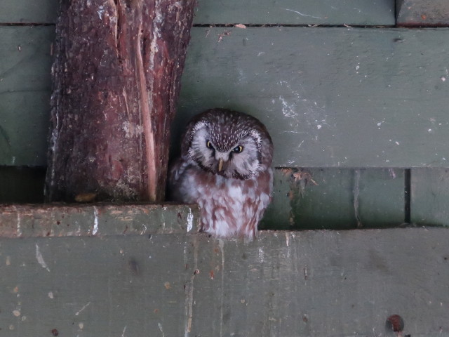 Eulenpark im Schlosspark Waldreichs (14. Juli)
