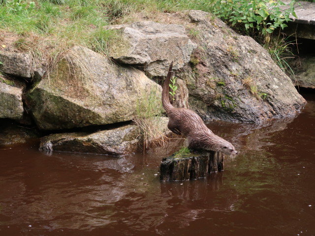 UnterWasserReich: Fischotter