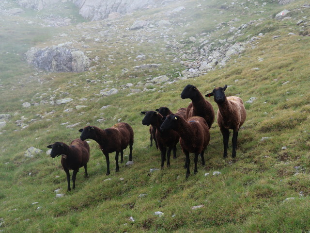 neben dem Astener Höhenweg zwischen Traminbach und Distelsee (11. Aug.)
