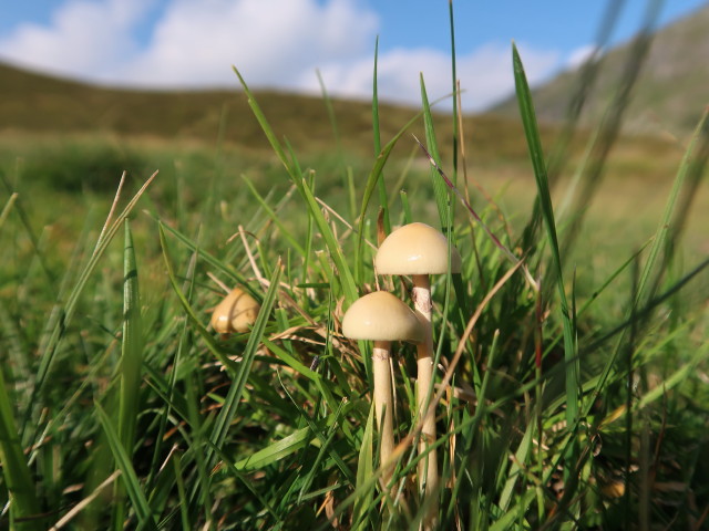 zwischen Murspitzenscharte und Unterem Giglachsee (31. Aug.)
