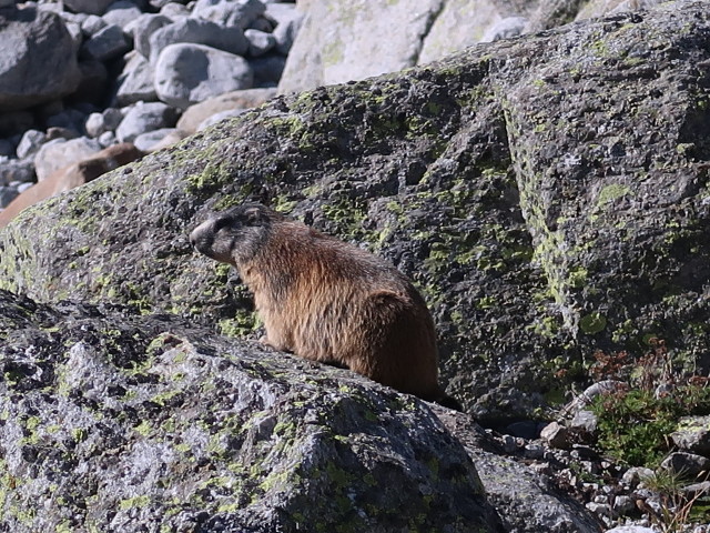 zwischen Lofitzalpe und Stampflkees (14. Sept.)
