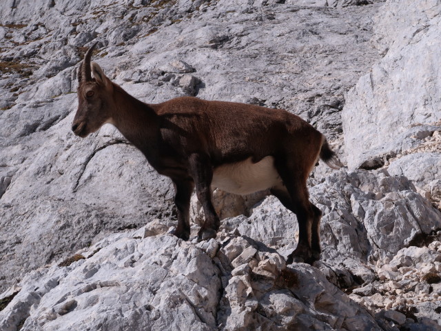 neben der Via Ferrata Scala A. Pipan (12. Okt.)