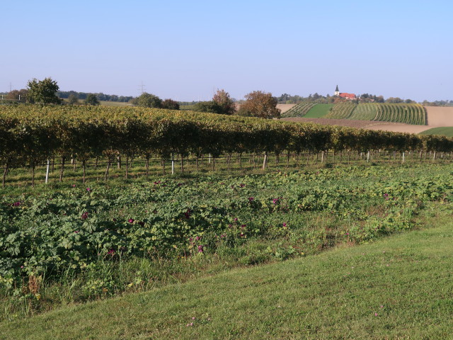 neben der Rochuskapelle in Mannersdorf an der March, 191 m