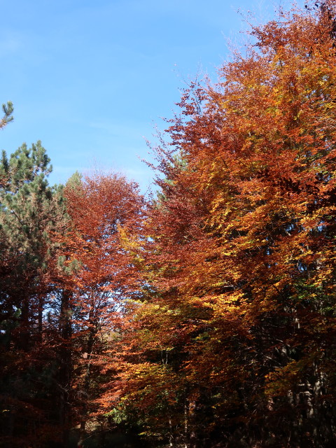 zwischen Reichental und Hoher Mandling