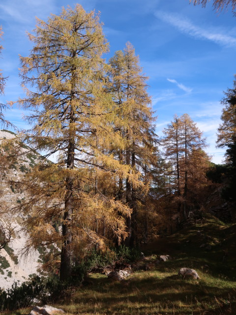 neben Weg 269 zwischen Kleinem Priel und Prieler Plan