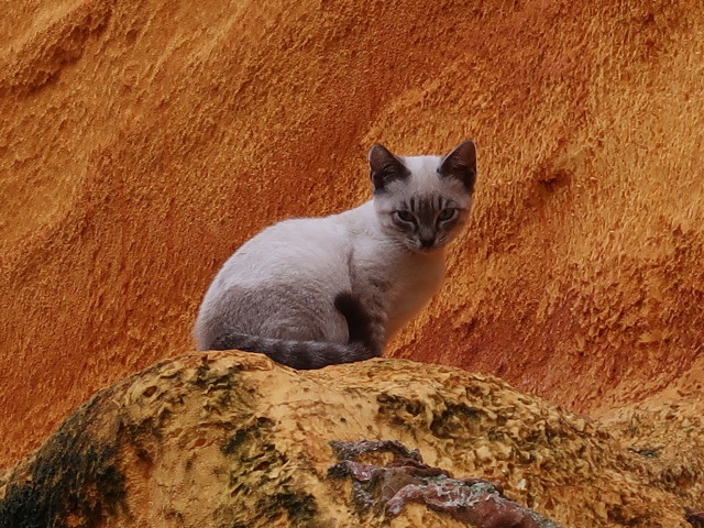 Rua Sao Joao in Tomar (21. Nov.)