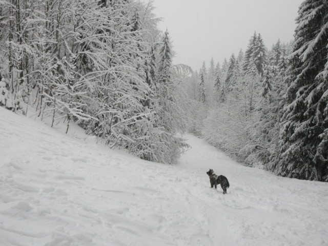 Akita zwischen Fürstenplan und Sulzgraben