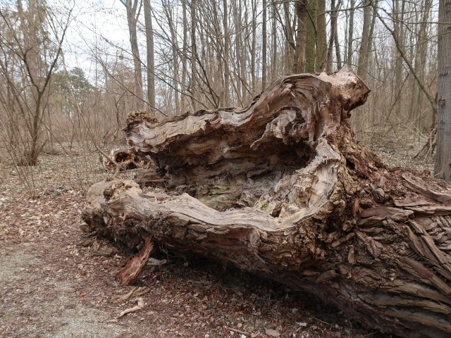 zwischen Schlosspark Eckartsaus und Marchfelddamm