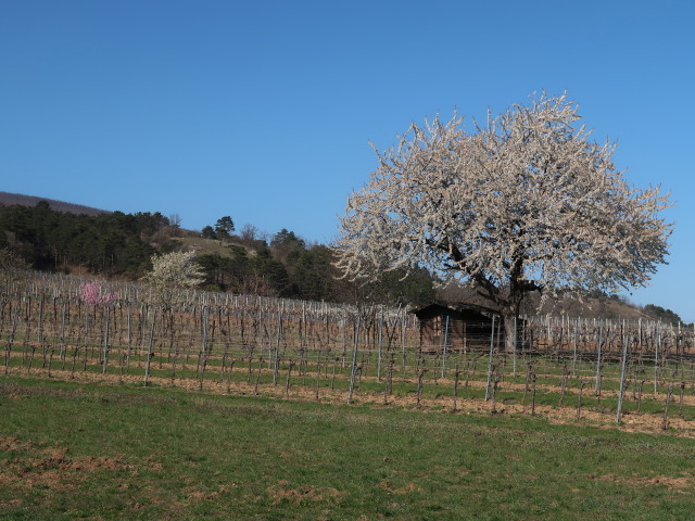 neben dem 1. Wiener Wasserleitungsweg zwischen Pfaffstätten und Gumpoldskirchen